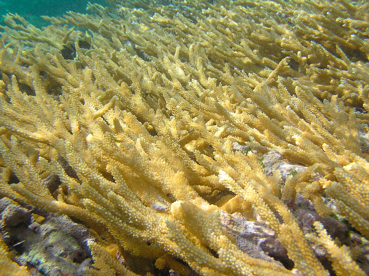 Healthy branching coral underwater